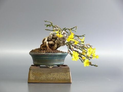 Winter Jasmine bonsai 
